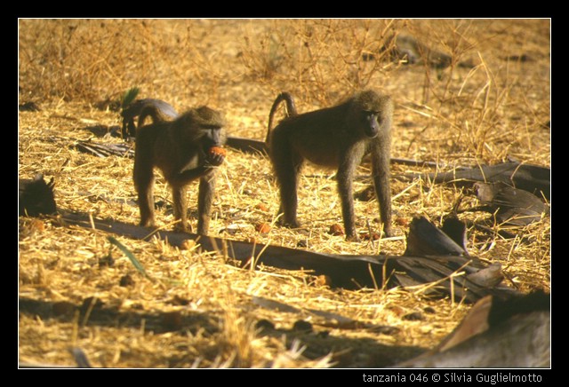 tanzania 046.jpg