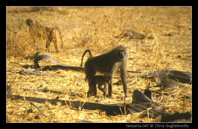 tanzania 047.jpg