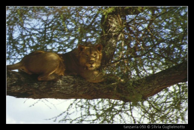 tanzania 050.jpg