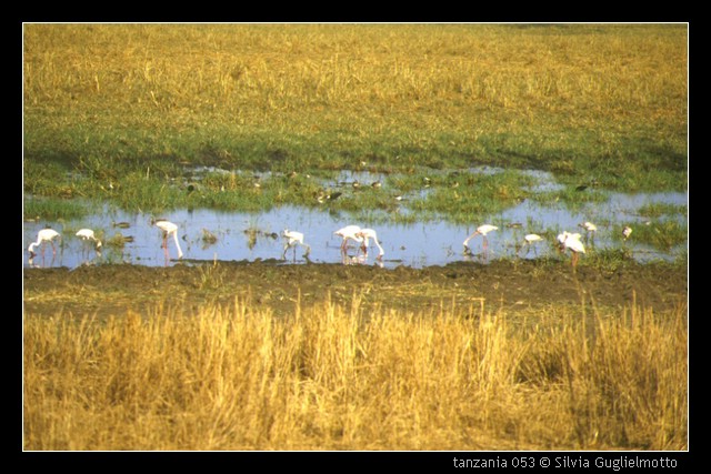 tanzania 053.jpg