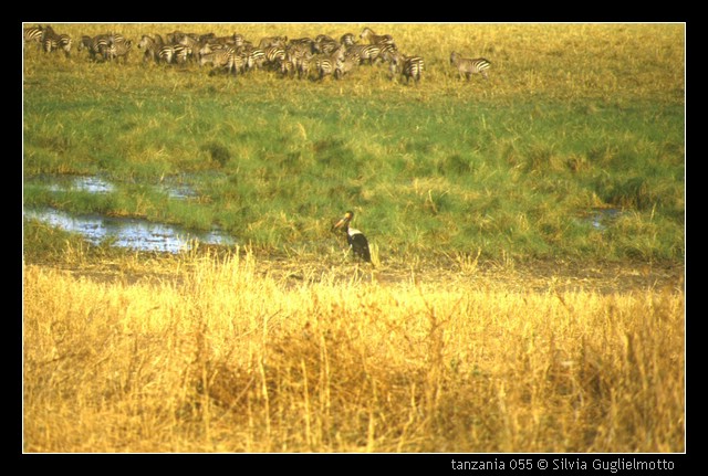 tanzania 055.jpg