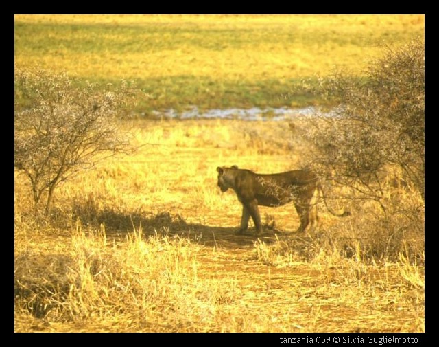tanzania 059.jpg