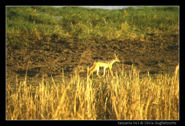 tanzania 063.jpg