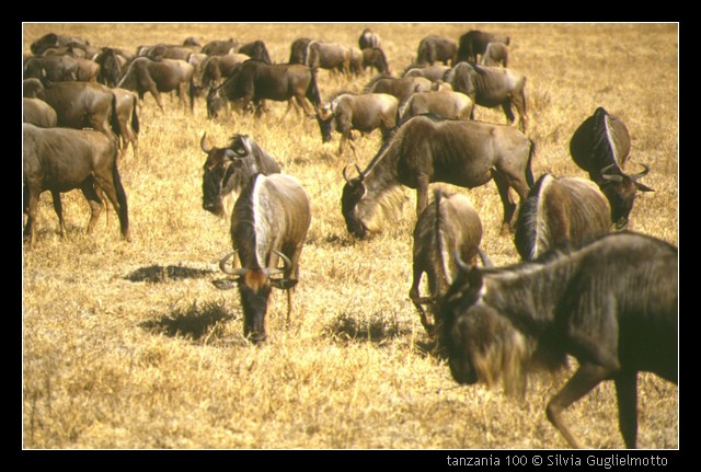 tanzania 100.jpg