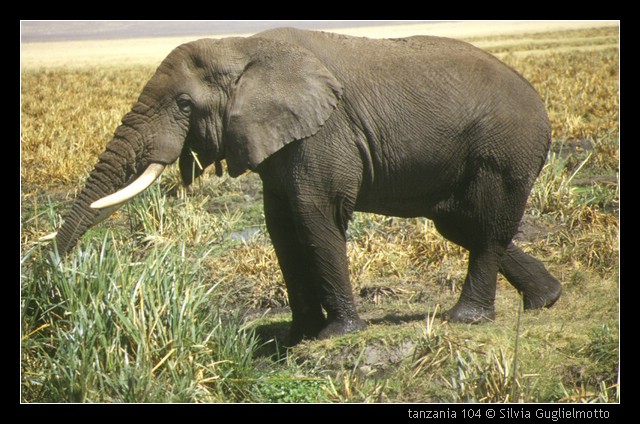 tanzania 104.jpg