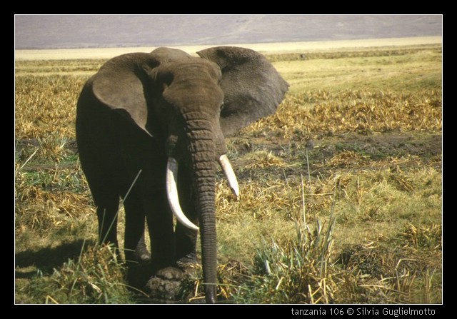 tanzania 106.jpg