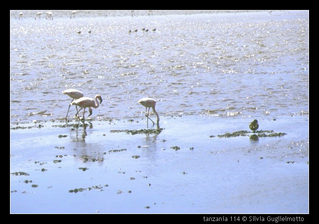 tanzania 114.jpg