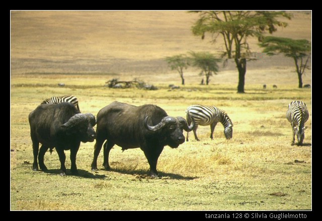tanzania 128.jpg