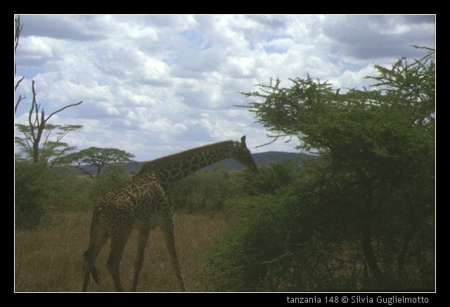 tanzania 148.jpg