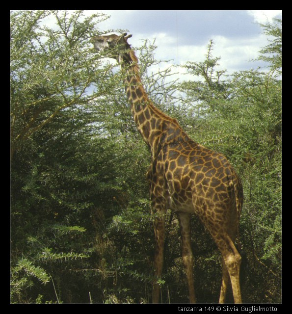 tanzania 149.jpg