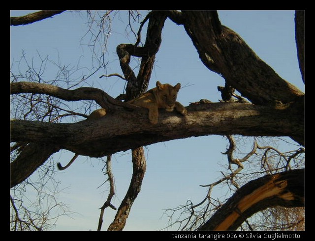 tanzania tarangire 036.jpg