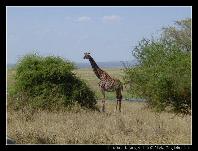 tanzania tarangire 110.jpg