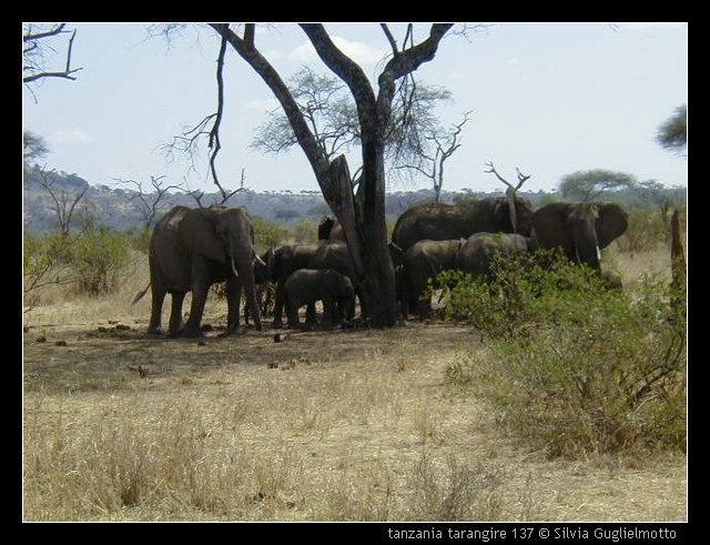 tanzania tarangire 137.jpg