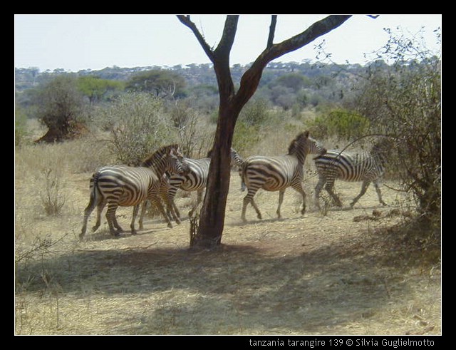tanzania tarangire 139.jpg