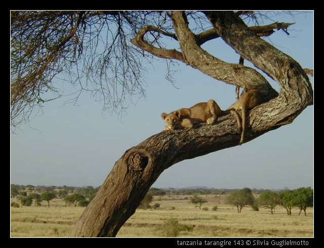 tanzania tarangire 143.jpg