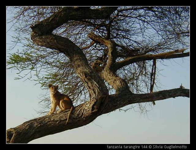 tanzania tarangire 144.jpg