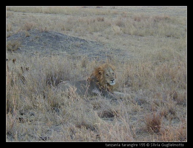 tanzania tarangire 155.jpg