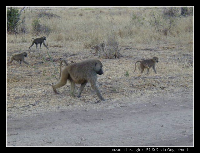 tanzania tarangire 159.jpg