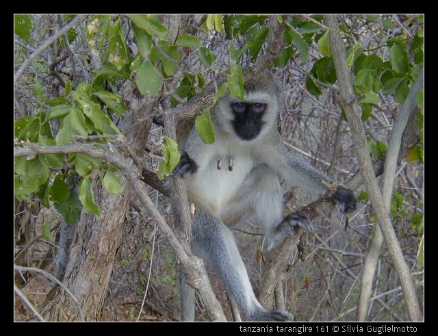 tanzania tarangire 161.jpg