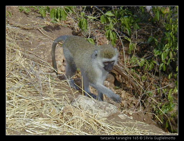 tanzania tarangire 165.jpg