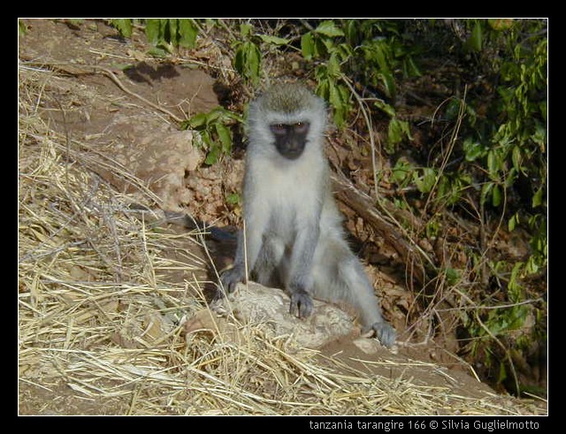 tanzania tarangire 166.jpg