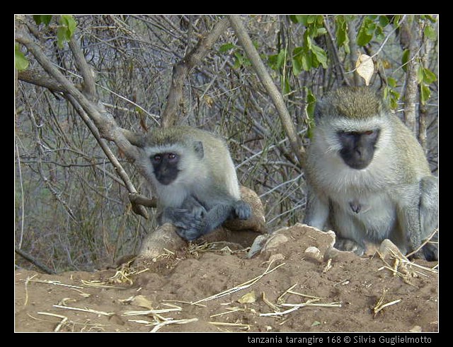 tanzania tarangire 168.jpg