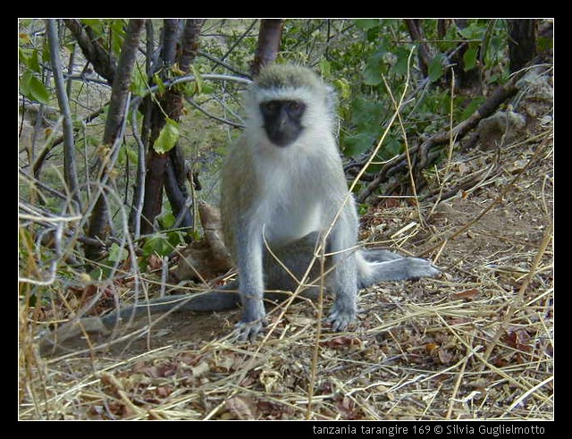 tanzania tarangire 169.jpg