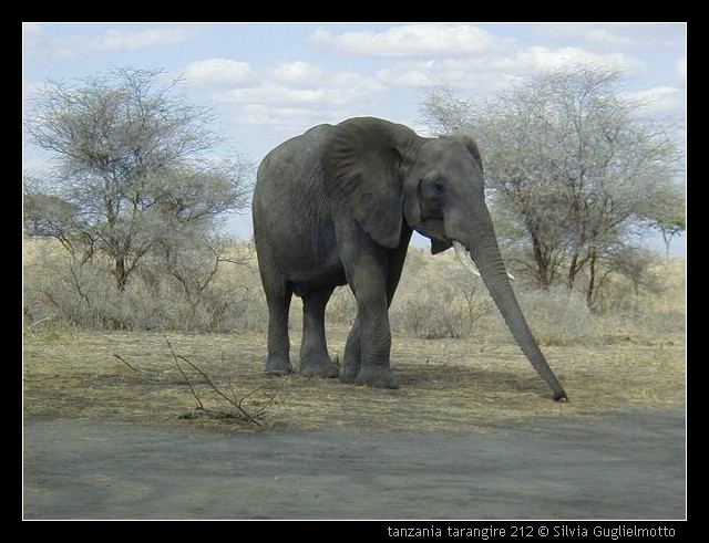 tanzania tarangire 212.jpg