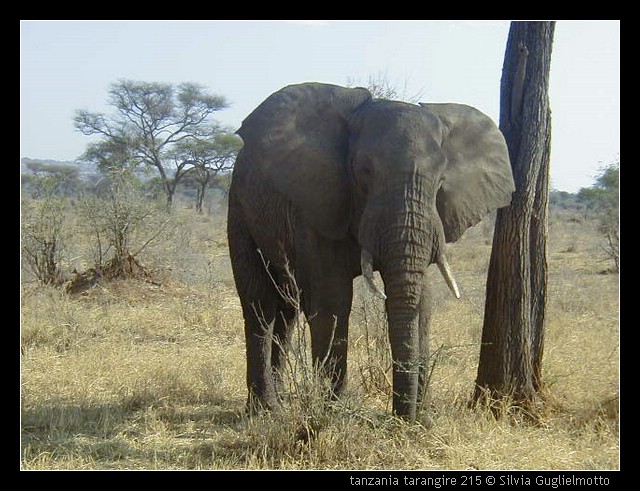 tanzania tarangire 215.jpg