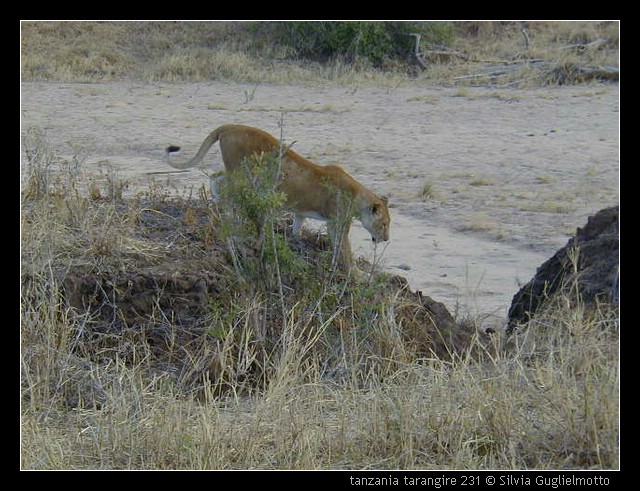 tanzania tarangire 231.jpg