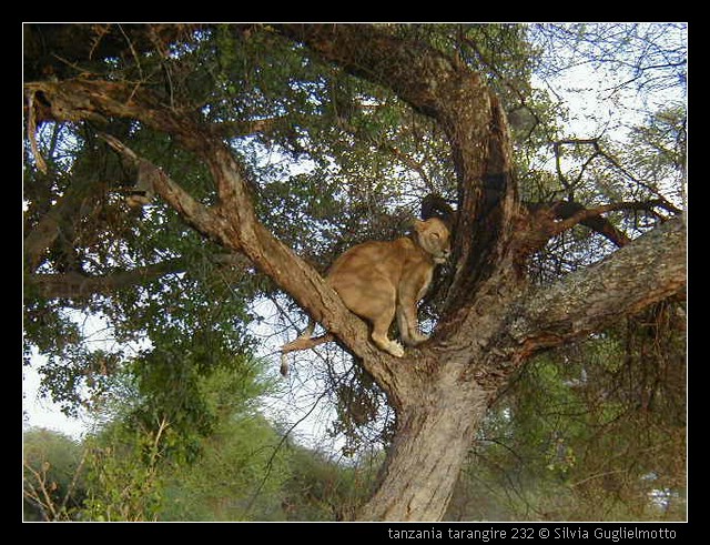 tanzania tarangire 232.jpg