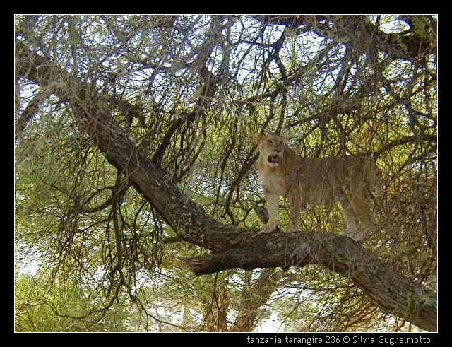 tanzania tarangire 236.jpg