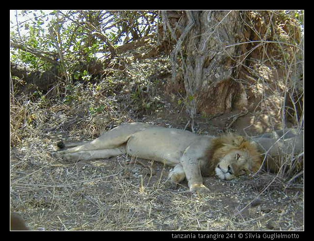 tanzania tarangire 241.jpg