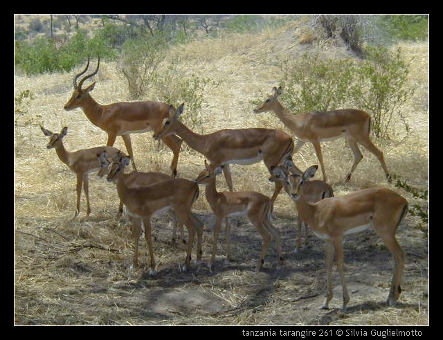 tanzania tarangire 261.jpg