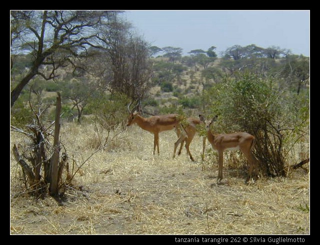 tanzania tarangire 262.jpg