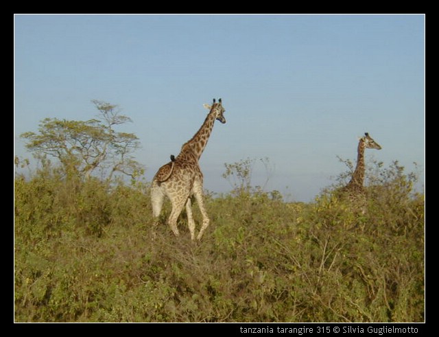 tanzania tarangire 315.jpg