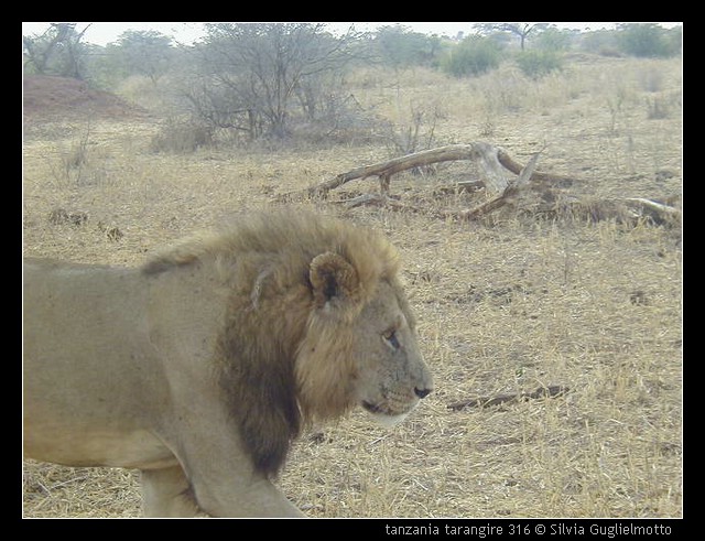 tanzania tarangire 316.jpg