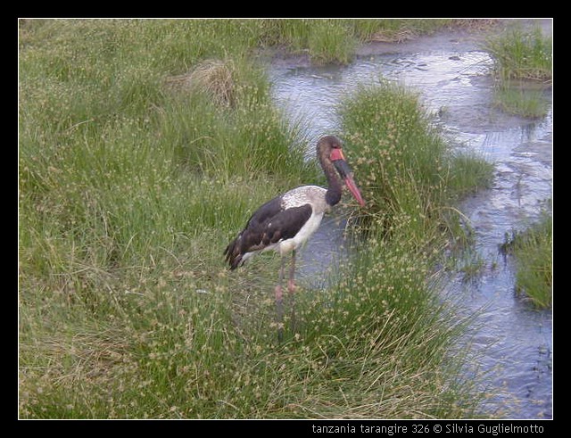 tanzania tarangire 326.jpg