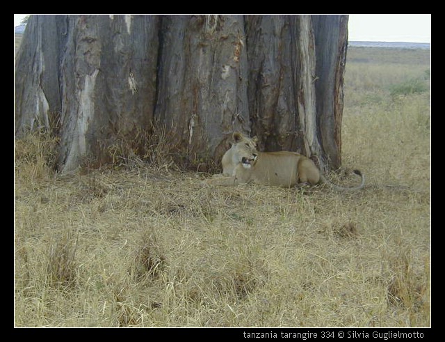 tanzania tarangire 334.jpg