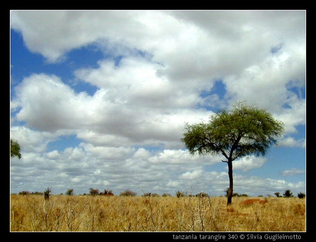 tanzania tarangire 340.jpg
