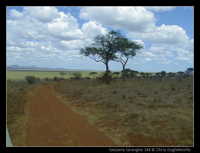tanzania tarangire 348.jpg