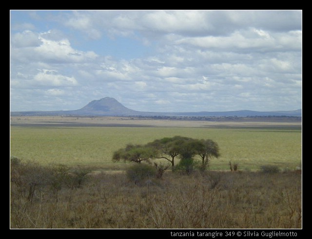 tanzania tarangire 349.jpg