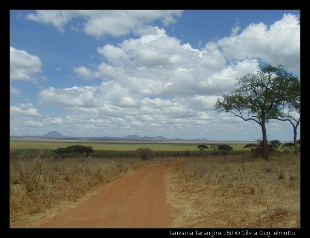 tanzania tarangire 350.jpg
