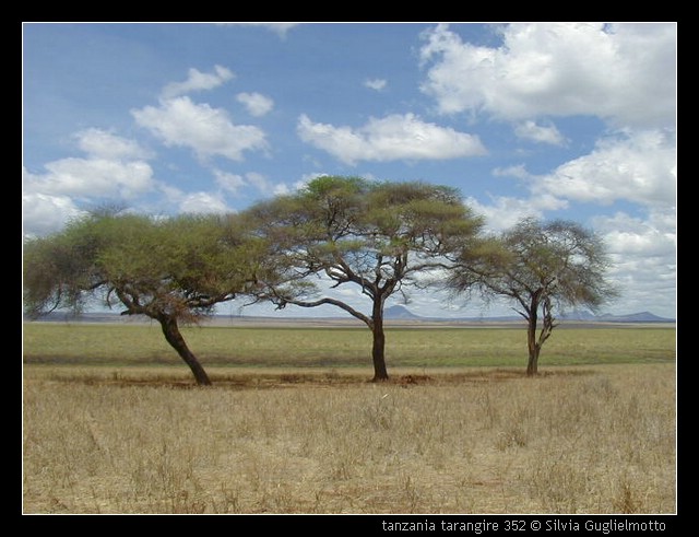 tanzania tarangire 352.jpg