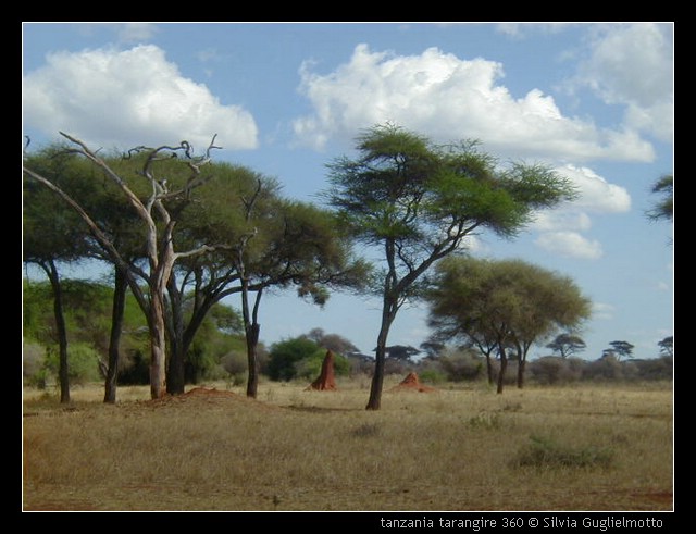 tanzania tarangire 360.jpg
