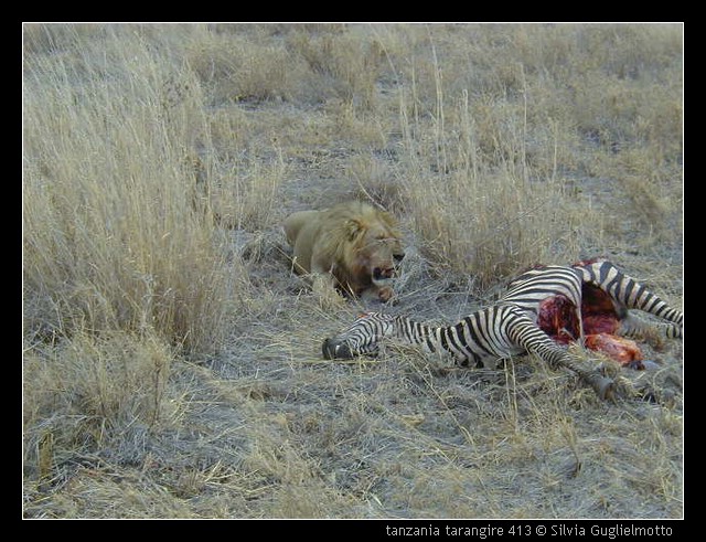 tanzania tarangire 413.jpg