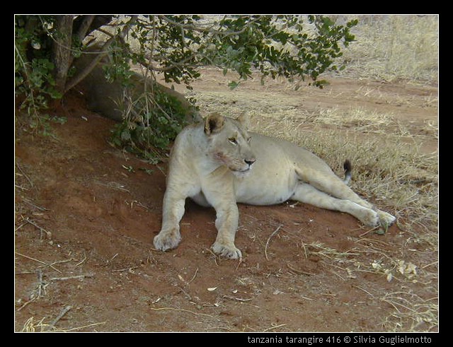 tanzania tarangire 416.jpg