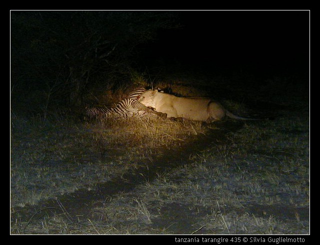 tanzania tarangire 435.jpg