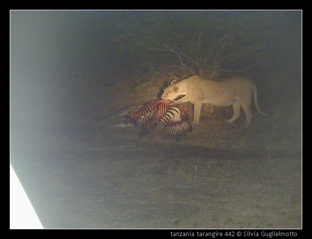 tanzania tarangire 442.jpg