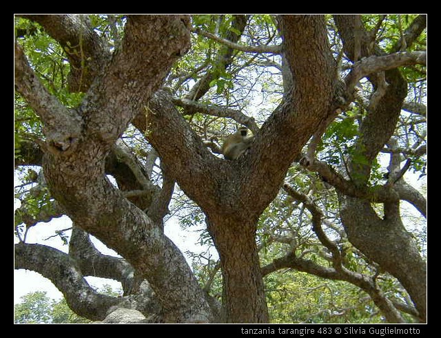 tanzania tarangire 483.jpg